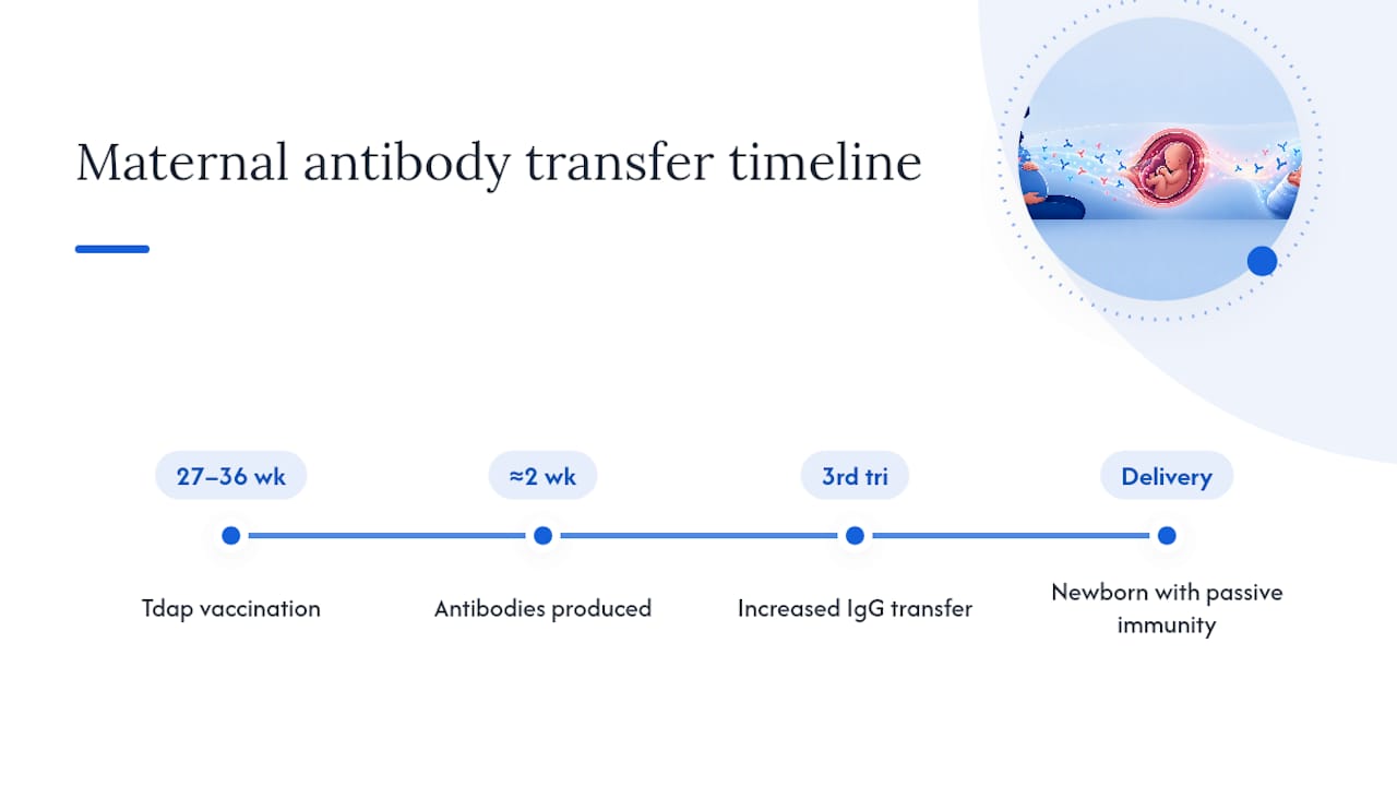 Diagram of antibody production and placental transfer during pregnancy