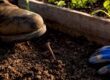 Rusty nail partly hidden in garden soil